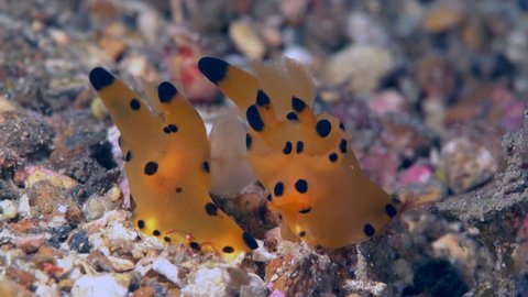 Yellow Pikachu nudibranchs mating (Thecacera sp.2)