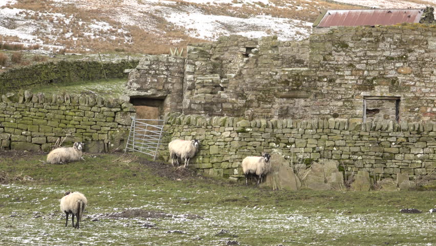 ALSTON, ENGLAND - MAR 2016: Sheep in old farm pasture northern England rock walls. Rural market town. North Pennines Area Outstanding Natural Beauty. Near historic Hadrians Wall, Roman Epiacum Fort.