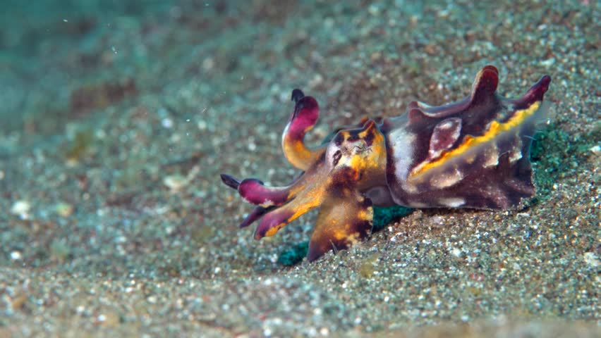 Flamboyant Cuttlefish Metasepia Pfefferi Camouflaging Stock Footage Video 100 Royalty Free Shutterstock