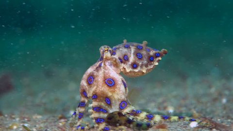 Blue-ringed Octopus with eggs (Hapalochlaena sp.)