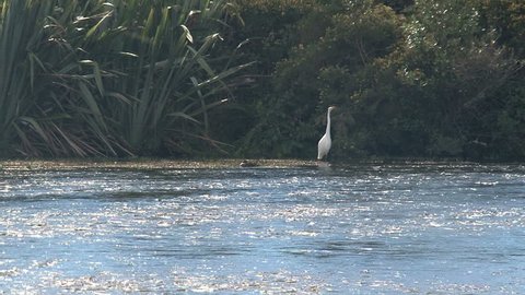 Zoom-out of white heron from across water of Pupu Springs