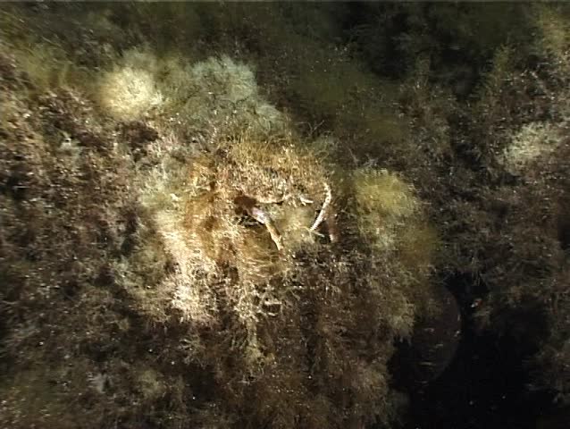 Spider Crab camouflage technique. Shot captured in the wild in the Mediterranean Sea (Italy) by 3CCD camera - PAL system. 