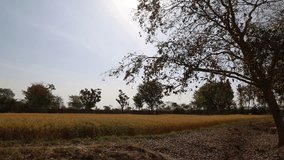 View of wheat field and sky with trees.