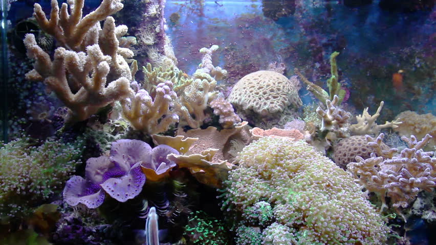 aquarium with fish and corral
