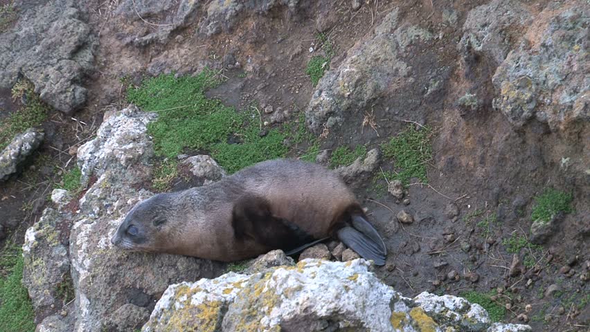 Seal on rock