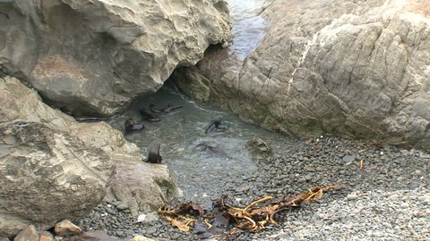Seals playing in the water