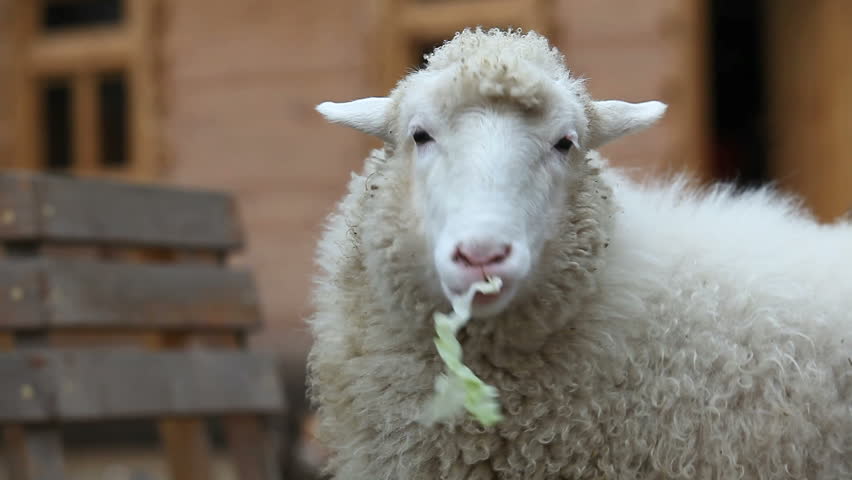 sheep in zoo eating cabbage leaf