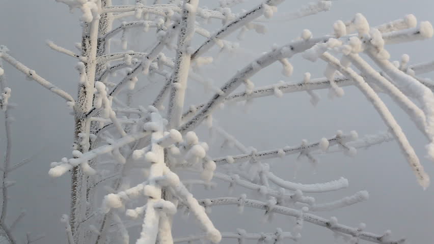 frost on the branches against the winter fog