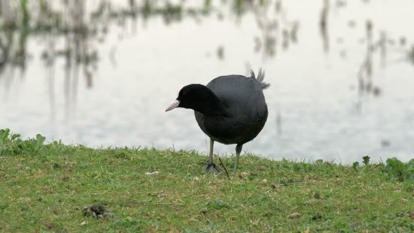 Eurasian coot (Fulica atra) feeding on the marsh.