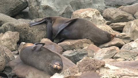 Seal Sleeping On Rock Funny Position Stock Footage Video (100%  Royalty-free) 1571284 | Shutterstock