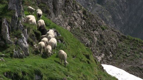 Sheep eating grass on side of mountain