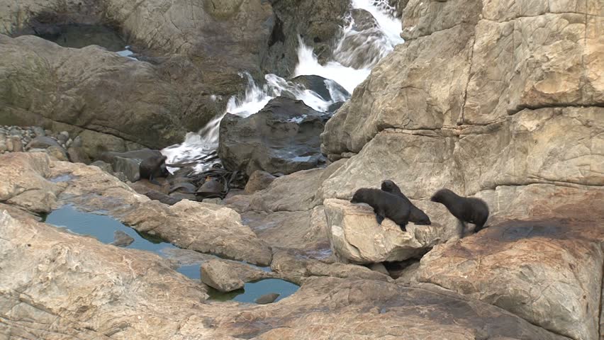 Seals on the rocks