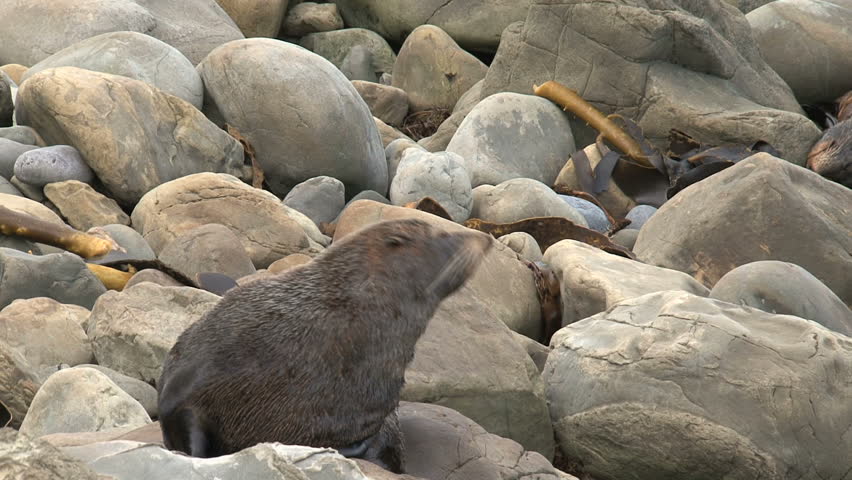 Seal on the rocks