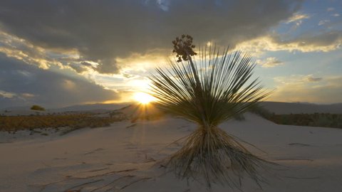 CLOSE UP: Golden sunset sunbeams shining through soaptree yucca cactus leaves in white sand desert in White Sands national monument, New Mexico