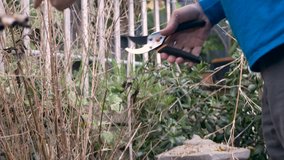 Hand held of an active senior pruning a bush with a sheers in the winter in Los Angeles, California