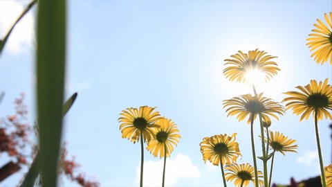 Aglitter sunbeams through yellow flowers