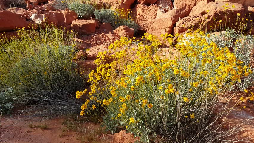 Colorful rocks in the valley of fire state park, Nevada.