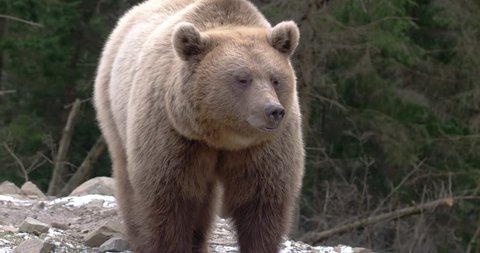 Brown Bear, Eating, Playing, Sitting, Looking, Nature, Wilderness