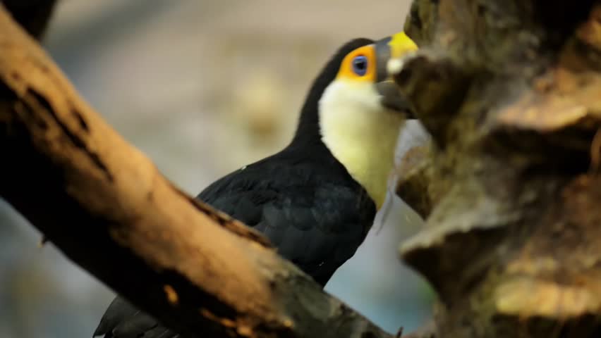Toucans are members of the family Ramphastidae of near passerine birds from the Neotropics. The Ramphastidae family is most closely related to the American barbets.