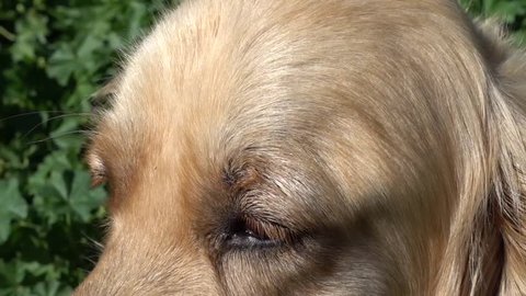 Close up very sad eyes of a Golden Retriever dog
