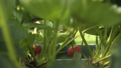 Strawberries hanging on plants