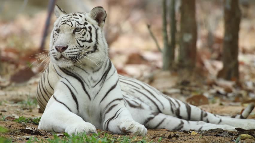 White Tiger Stock Footage Video (100% Royalty-free) 15728887 | Shutterstock