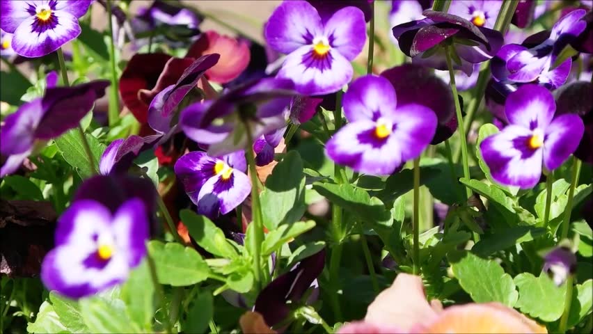 43 Pansy Flower Wallpaper Stock Video Footage - 4K and HD Video Clips |  Shutterstock