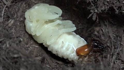 Stag Beetle larva pupate Dorcus titanus Sumatra