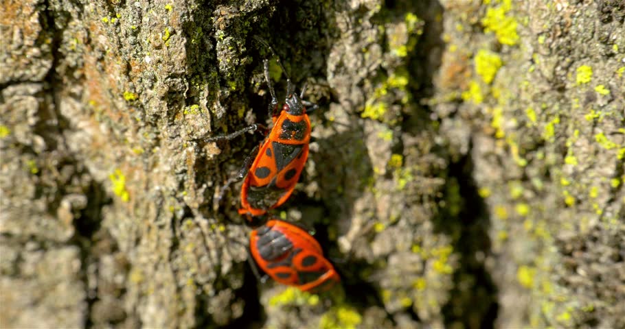 Shield Bug (Graphosoma Lineatum) Mating Close Up