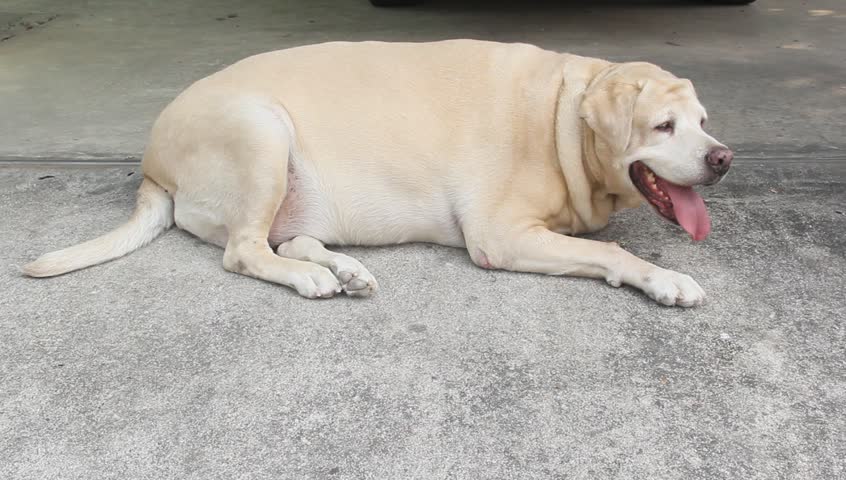 fat labrador dog