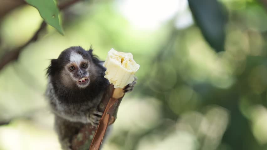 Marmoset monkey eating a banana on a tree branch | Shutterstock HD Video #15734845