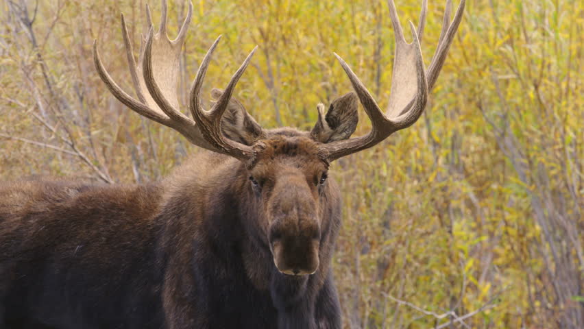 Close-up of a moose at Rocky Mountains National Park, Colorado image - Free stock photo - Public ...