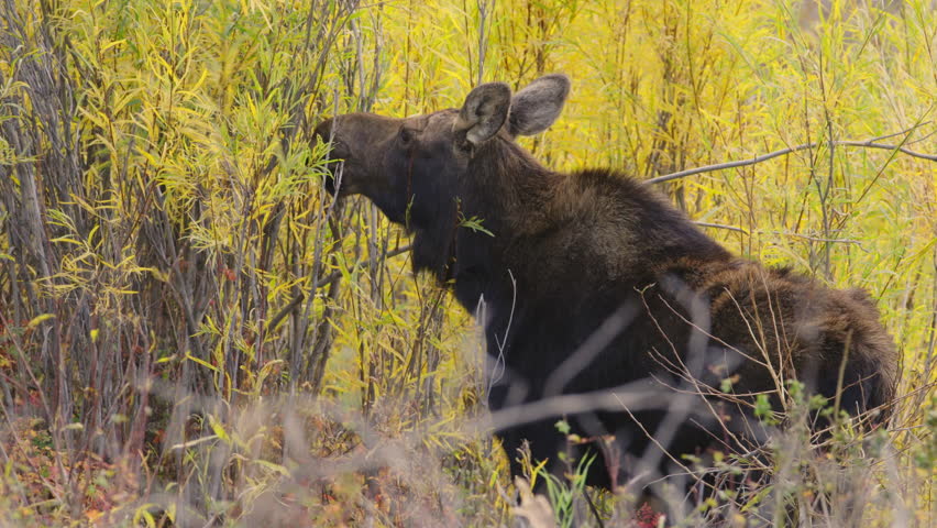 Moose eating leaves from bushes in Grand Teton National Park, Wyoming, USA. 4K.