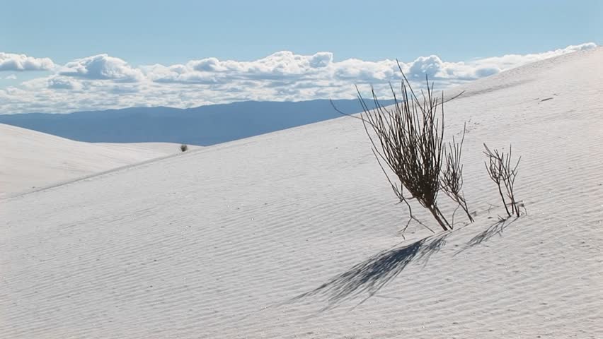 MS - Scraggly plant at White Sands National Monument in New Mexico.