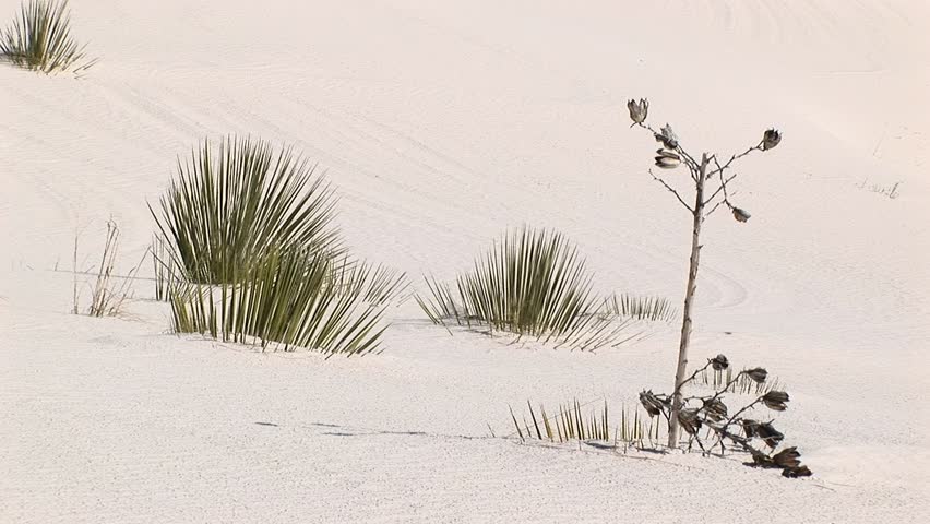 MS of plants at White Sands National Monument in New Mexico.