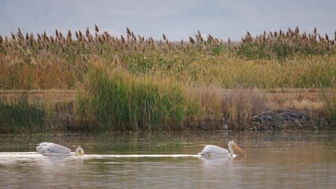 Three white pelicans swimming together in Bear River Migratory Bird Refuge, Great Salt Lake, Utah, USA. 4K.