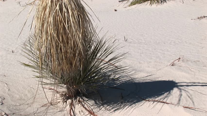 Tilt-up to a tall, dry plant at White Sands National Monument in New Mexico.