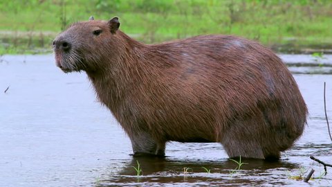 Locked off shot of a capybara standing in water
