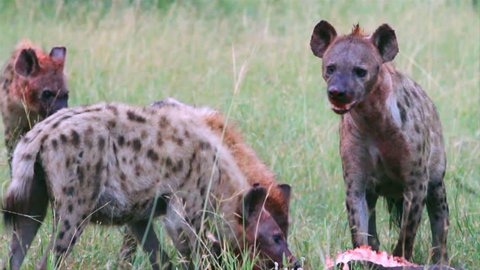 Locked off mid shot of hyenas feeding on a carcass
