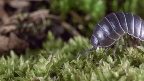 Pill woodlouse or pill bug (Armadilliidium sp.). These woodlice roll into a ball as a defence from predators.