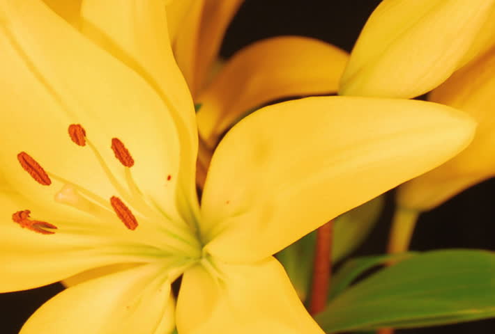 Yellow lily opening time lapse with smooth camera rotation