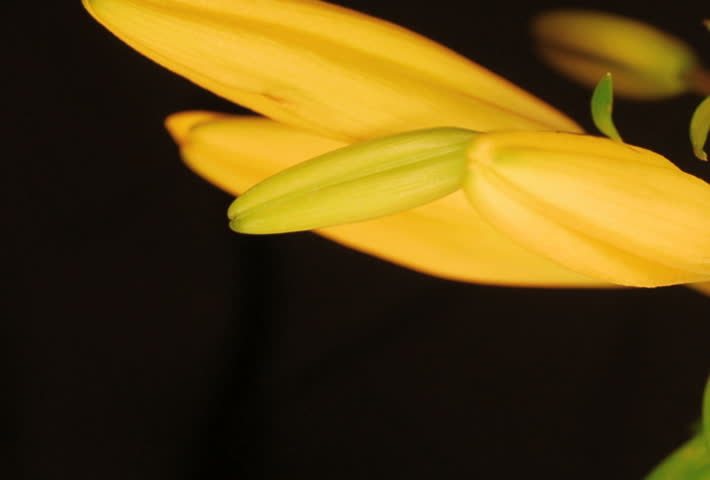 Yellow lily opening time lapse with smooth camera rotation