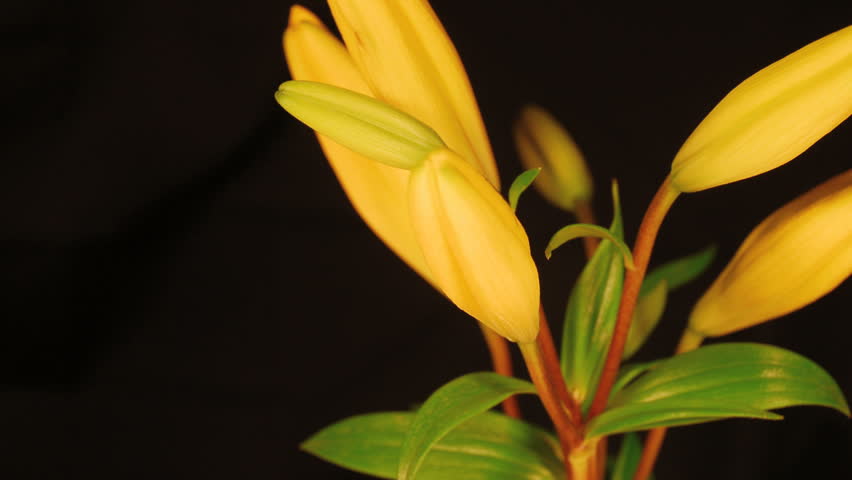 Yellow lily opening time lapse