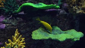 Bright yellow butterfly fish floating under water against coral. 4K video