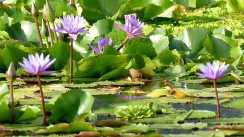 close up violet color fresh lotus blossom or water lily flower blooming or Nymphaeaceae on pond background