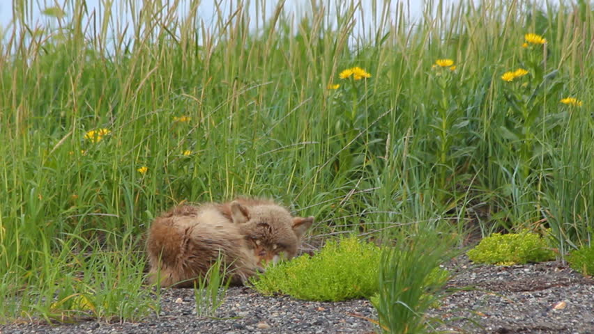 Young wolf sleeps in beautiful, green meadow, Katmai National Park and Preserve, Alaska. 1080p