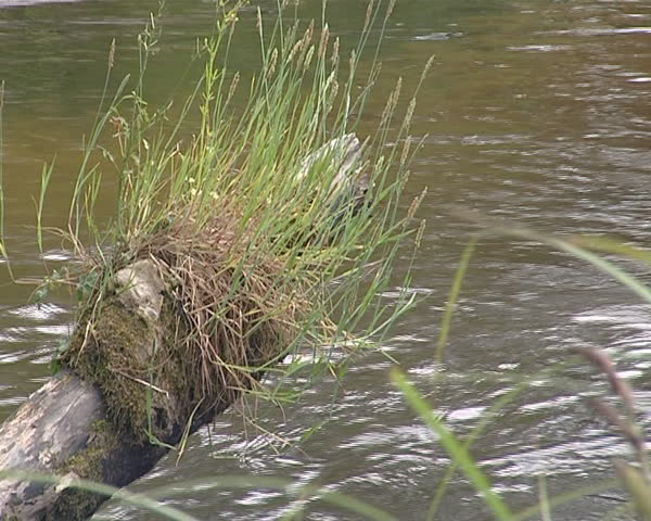 Water flow fragment and grass growing on fallen tree. 