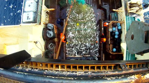 Raising of a full net on the fishing trawler. Fishing of a cod in the Norwegian Sea.
