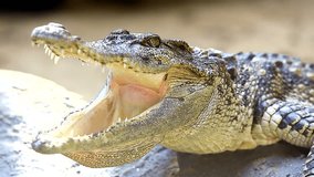 HD: Close up video of a crocodile with open jaws, 1920x1080