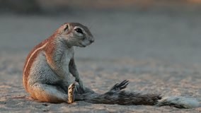 Ground squirrel (Xerus inaurus) sitting on its haunches, Kalahari desert, South Africa